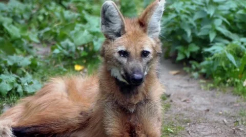 The maned wolf (Chrysocyon brachyurus) Stock Footage 57675495