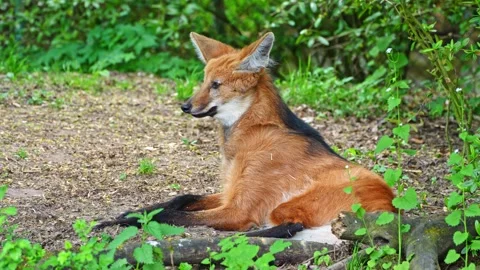 The Maned Wolf, Chrysocyon brachyurus is the largest canid of South America Stock Footage 342914182