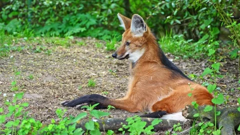 The Maned Wolf, Chrysocyon brachyurus is the largest canid of South America Stock Footage 345494734