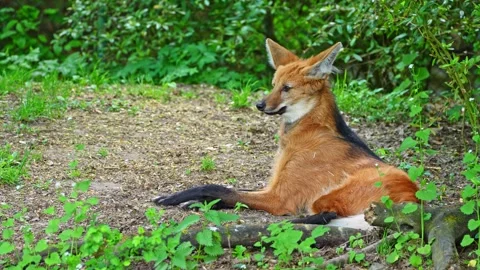 The Maned Wolf, Chrysocyon brachyurus is the largest canid of South America Stock Footage 345580913