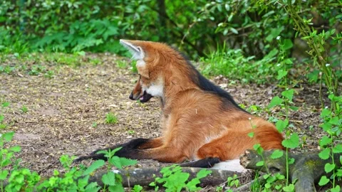 The Maned Wolf, Chrysocyon brachyurus is the largest canid of South America Stock Footage 346684164