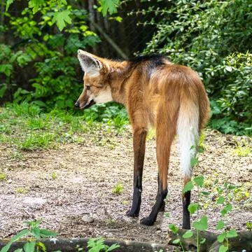 The Maned Wolf, Chrysocyon brachyurus is the largest canid of South America Stock Photos