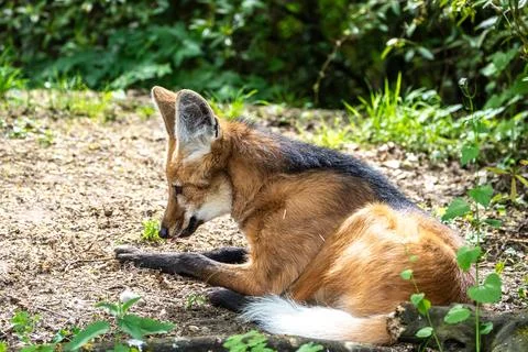The Maned Wolf, Chrysocyon brachyurus is the largest canid of South America Stock Photos