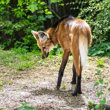 The Maned Wolf, Chrysocyon brachyurus is the largest canid of South America Stock Photos