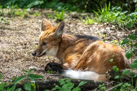 The Maned Wolf, Chrysocyon brachyurus is the largest canid of South America Stock Photos