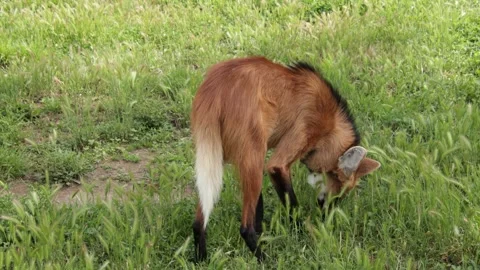 Maned wolf, close-up, in a park Stock Footage 335270932