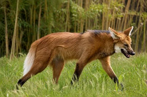 Maned wolf, close-up, in a park Stock Photos