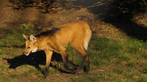 A maned wolf eating a chicken Stock Footage 239790602