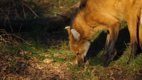 A maned wolf eating a chicken Stock Footage 239790820