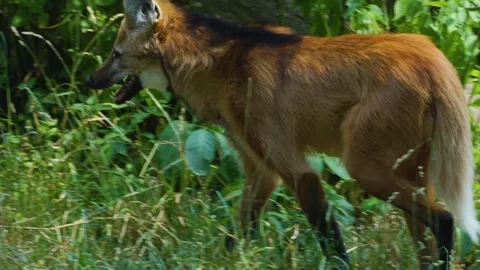 A maned wolf  Stock Footage 244548971