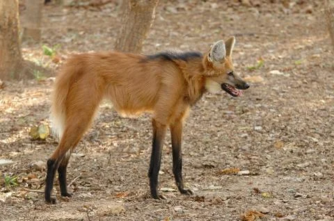 Maned wolf in nature Foto stock