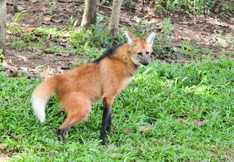 Maned wolf Foto stock