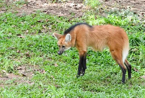 Maned wolf Foto stock