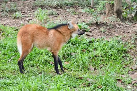 Maned wolf Foto stock