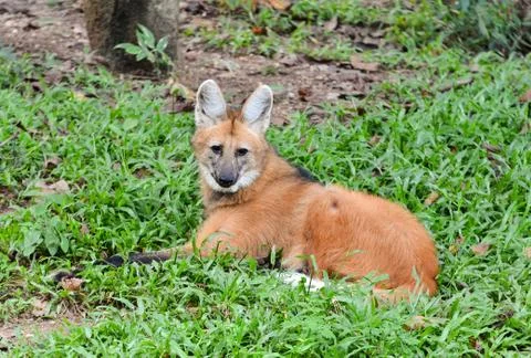 Maned wolf 写真素材