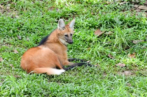 Maned wolf Foto stock