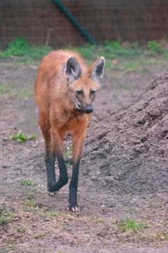 Maned wolf Stock Photos