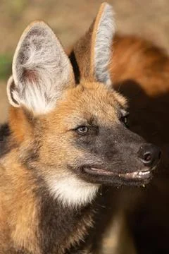 Maned Wolf Stock Photos