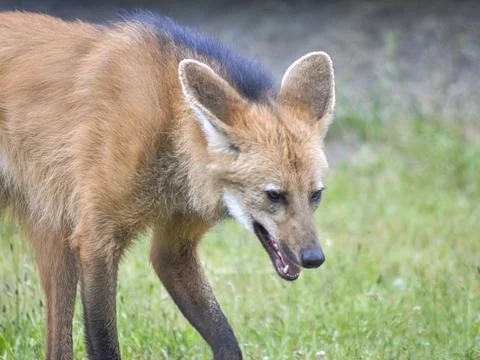 Maned Wolf Stock Photos