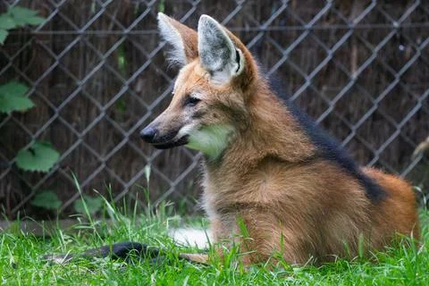 A Maned Wolf is resting in the forest Stock Photos