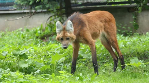 Maned wolf Walking around the grounds Stock Footage 39679226