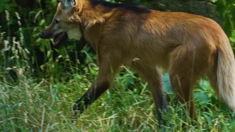  A maned wolf walking Stock Footage 244343937