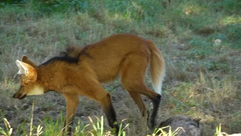 A maned wolf walking  Stock Footage 272792801