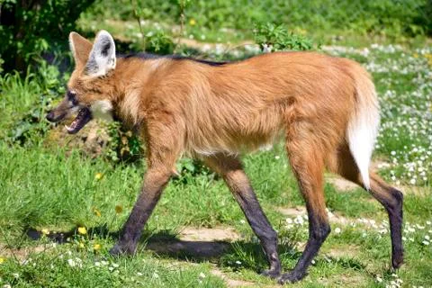 Maned Wolf walking on grass Stock Photos