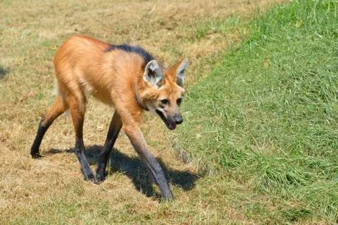 Maned Wolf walking on grass Stock Photos