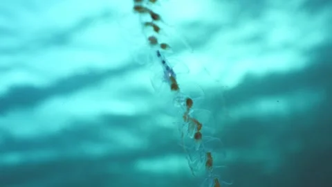 Manefish Sheltering in Siphonophore During Daytime Stock Footage 334783053