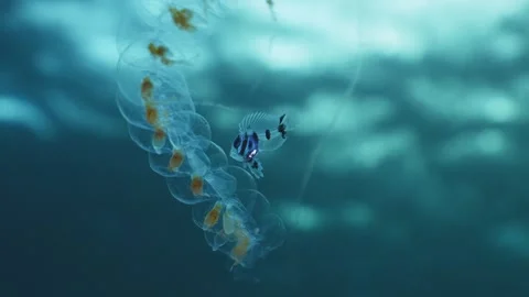 Manefish Swimming with Siphonophore Staring at Camera Stock Footage 334782877