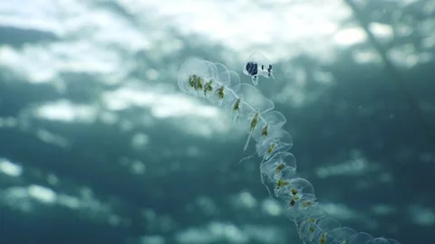 Manefish Swimming with Siphonophore Staring at Camera Stock Footage 334782961