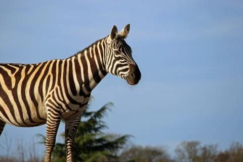 Maneless zebra Stock Photos