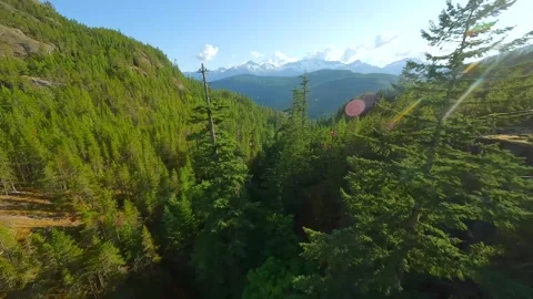 Maneuverable flight over mountain slopes covered with forest by FPV Drone Stock Footage 257505148