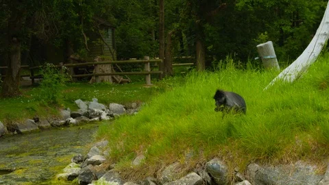 Mangabey monkey eating grass and flowers Stock Footage 114210141