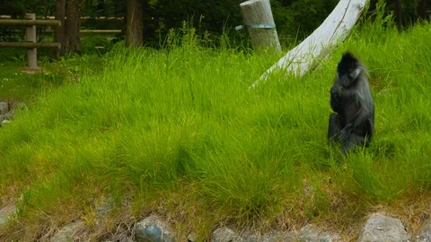 Mangabey monkey grabs grass and eats it Stock Footage 114222815