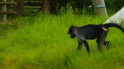 Mangabey monkey shifting position and eating grass Stock Footage 114399749