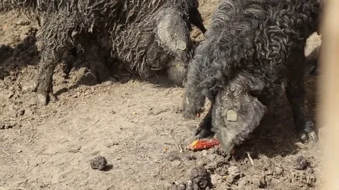 Mangalitsa eat corn cob Stock Footage 73450234