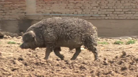 Mangalitsa pig roaming in the yard Vídeo Stock 38307269