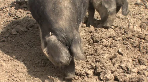 Mangalitsa pig rooting in soil Stock-Footage 38306889