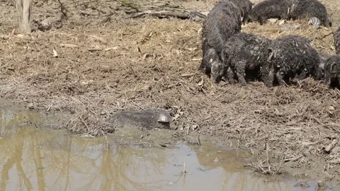 Mangalitsa piglet in the mud Stock Footage 73450140