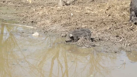 Mangalitsa piglet in the puddle Stock Footage 73450252