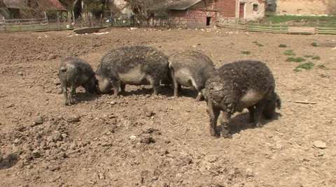 Mangalitsa pigs feeding Vídeo Stock 38304698