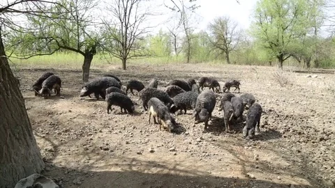 Mangalitsa pigs in the open Stock Footage 73450195