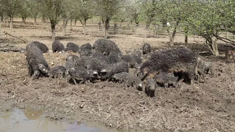 Mangalitsa pigs with piglets Stock Footage 73449871