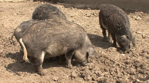 Mangalitsa pigs rootle Stock-Footage 38305470