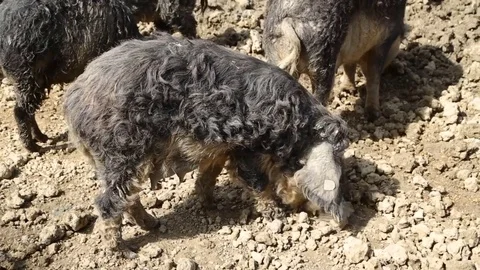 Mangalitsa pigs snooping the dirt Stock Footage 73450141