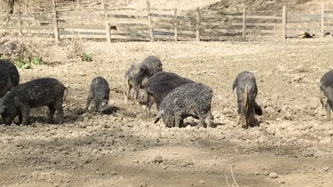 Mangalitsa pigs snooping outside 스톡 동영상 73450284