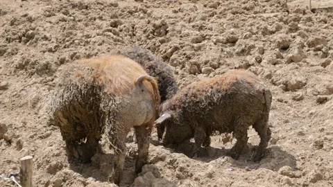 Mangalitsa pigs wallowing in mud Stock Footage 296154712