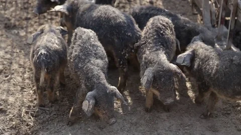Mangalitza piglets outside Stock-Footage 73449870